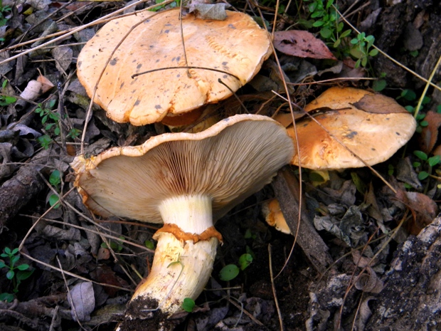 šupinovka ? Pholiota sp.