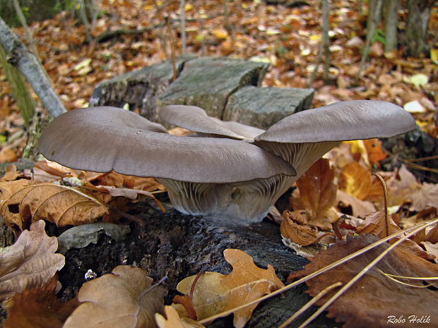 hliva ustricovitá Pleurotus ostreatus (Jacq.) P. Kumm.