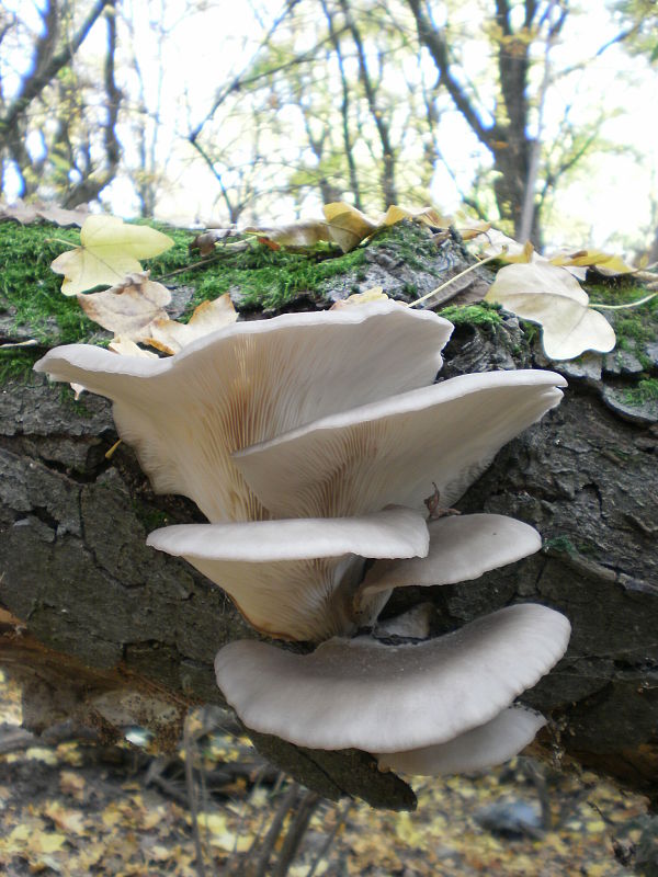 hliva ustricovitá Pleurotus ostreatus (Jacq.) P. Kumm.