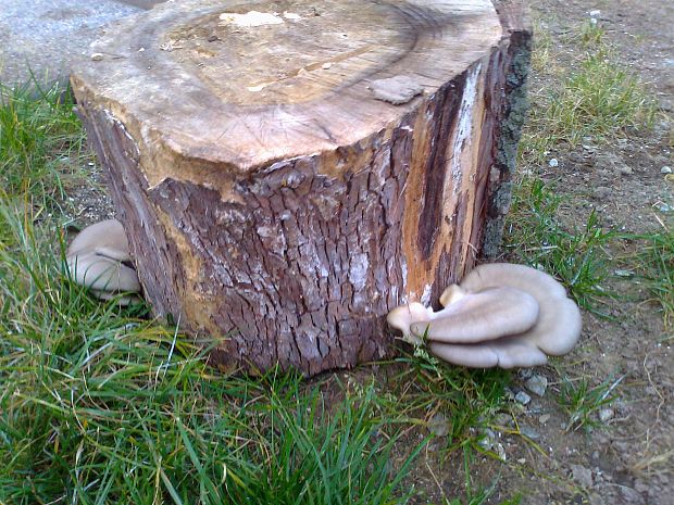 hliva Pleurotus sp.