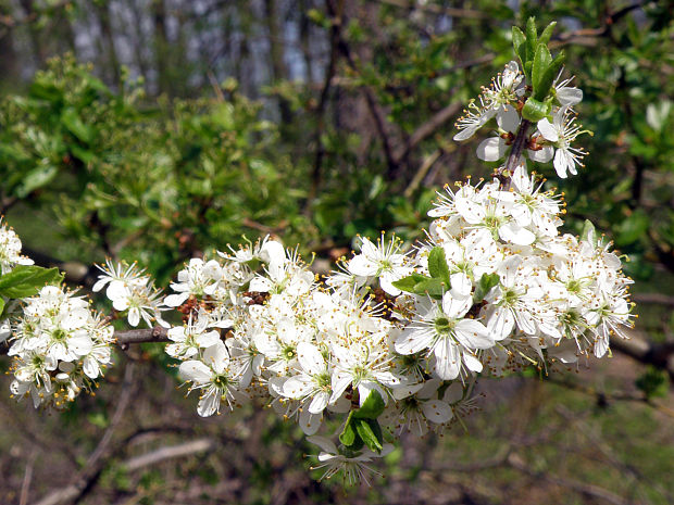 slivka trnková (trnka obyčajná) / trnka obecná Prunus spinosa L.