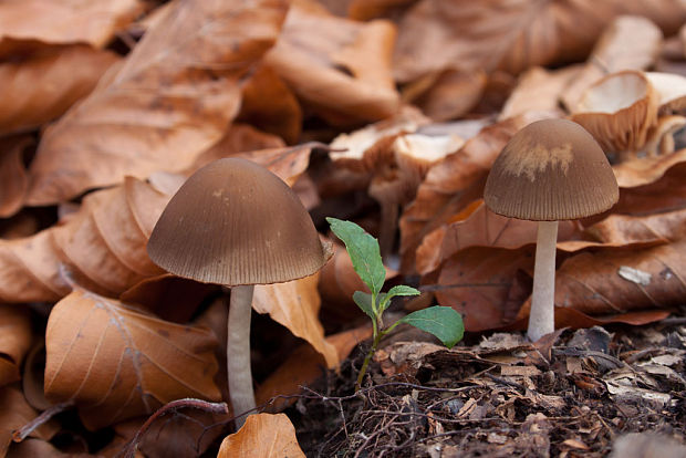 drobuľka Psathyrella sp.