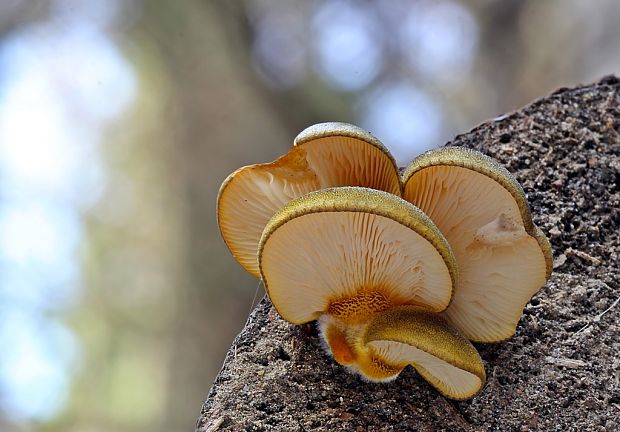 pňovka neskorá Sarcomyxa serotina (Pers.) P. Karst.