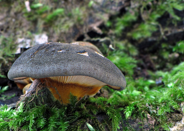 pňovka neskorá Sarcomyxa serotina (Pers.) P. Karst.