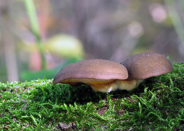 pňovka neskorá Sarcomyxa serotina (Pers.) P. Karst.