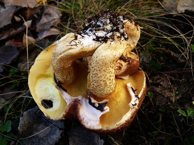 masliak obyčajný Suillus luteus (L.) Roussel