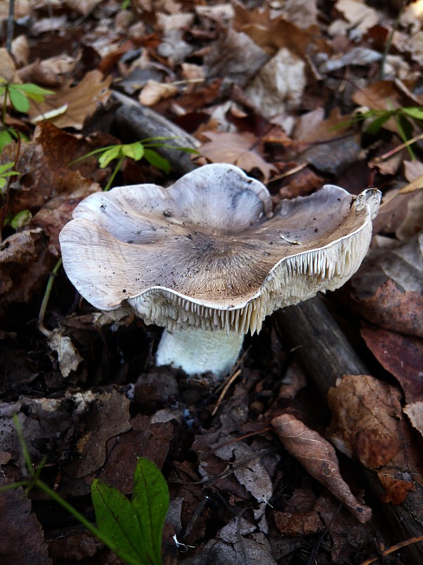 čírovka sivá Tricholoma portentosum (Fr.) Quél.