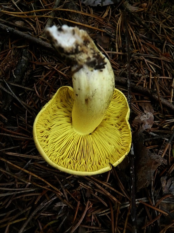 čírovka sírovožltá Tricholoma sulphureum (Bull.) P. Kumm.