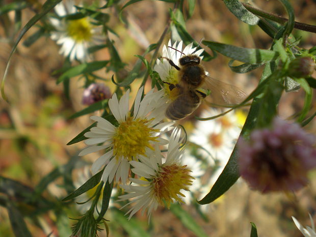 astra kopijovitolistá Aster lanceolatus Willd.