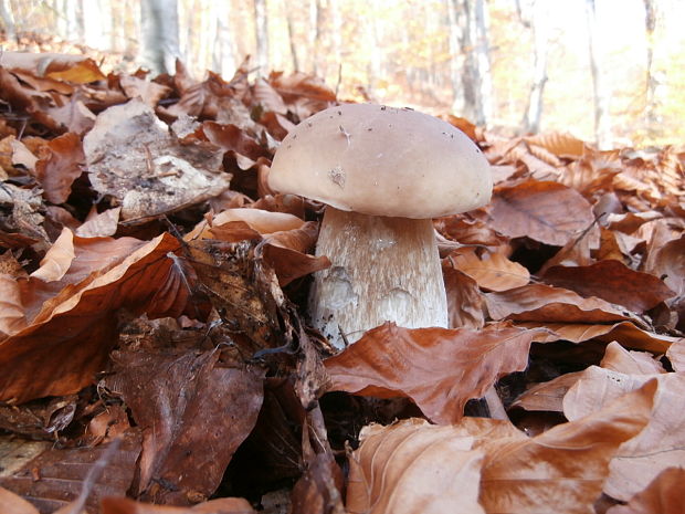 hríb smrekový Boletus edulis Bull.