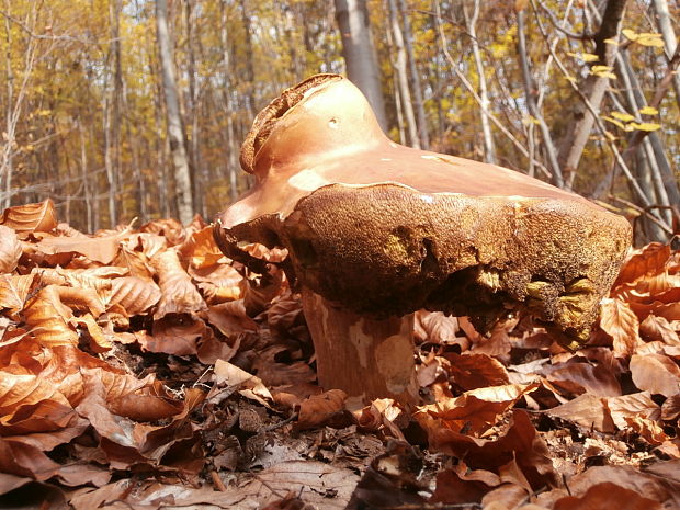 hríb smrekový Boletus edulis Bull.