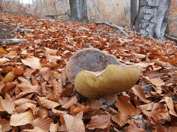 hríb smrekový Boletus edulis Bull.