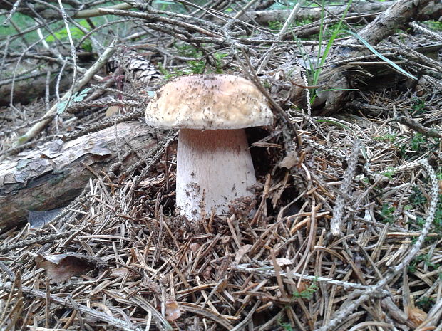 hríb smrekový Boletus edulis Bull.