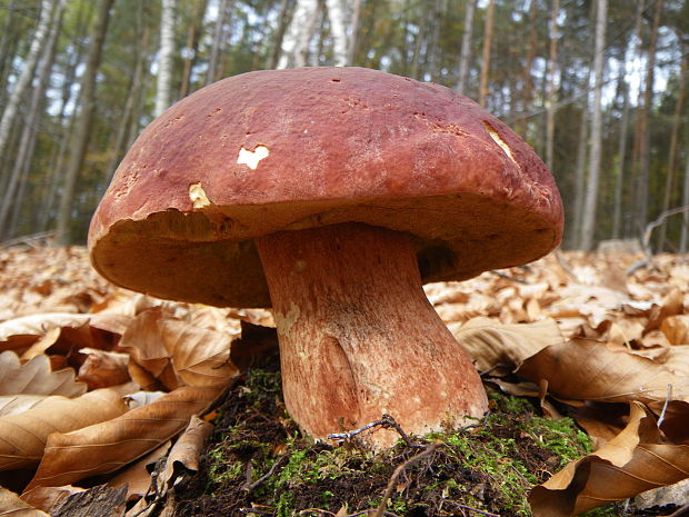 hríb sosnový Boletus pinophilus Pil. et Dermek in Pil.