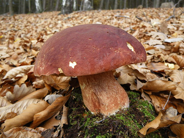 hríb sosnový Boletus pinophilus Pil. et Dermek in Pil.