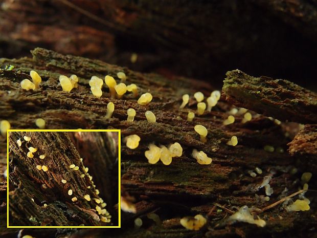 parôžkovec  Calocera sp.