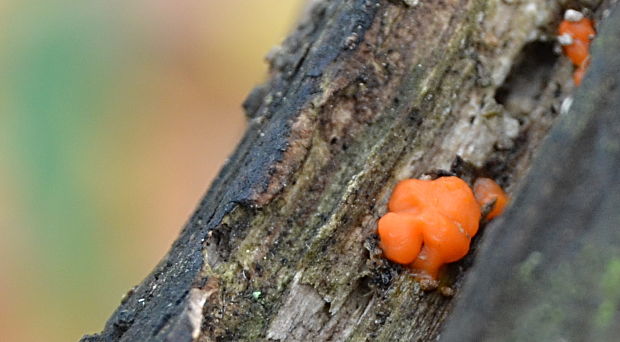 slzovec Dacrymyces sp.