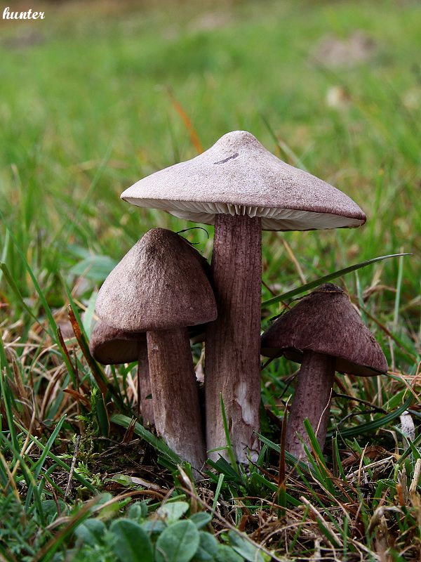 hodvábnica porfýrová Entoloma porphyrophaeum (Fr.) P. Karst.