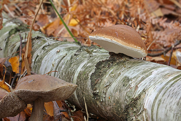 brezovník obyčajný Fomitopsis betulina (Bull.) B.K. Cui, M.L. Han & Y.C. Dai