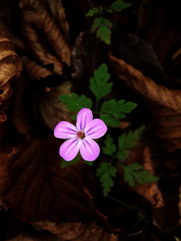 pakost smradľavý Geranium robertianum L.