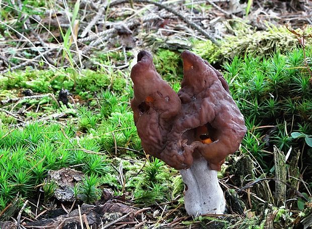 ušiak mitrovitý Gyromitra infula (Schaeff.) Quél.