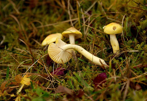 šťavnačka smrekovcová Hygrophorus lucorum Kalchbr.