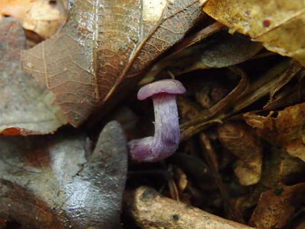 lakovka ametystová Laccaria amethystina (Huds.) Cooke