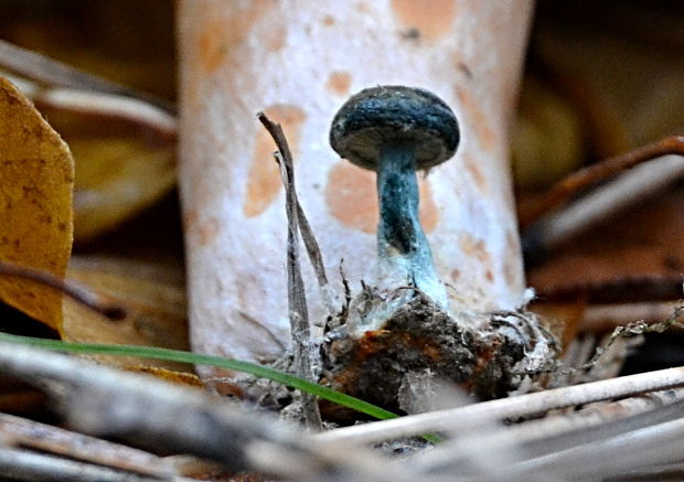 rýdzik Lactarius sp.