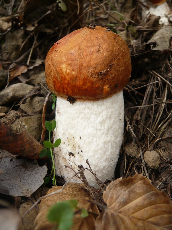 kozák osikový Leccinum albostipitatum den Bakker & Noordel.