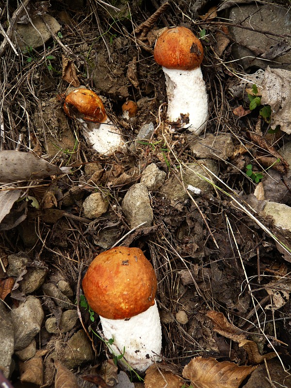 kozák osikový Leccinum albostipitatum den Bakker & Noordel.