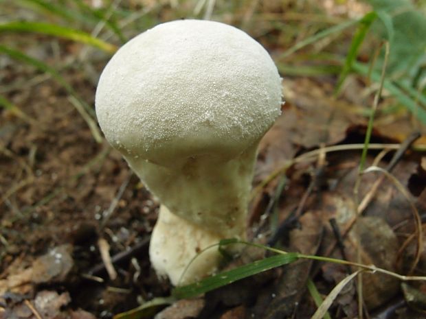 rozpadavec stopkatý Lycoperdon excipuliforme (Scop.) Pers.