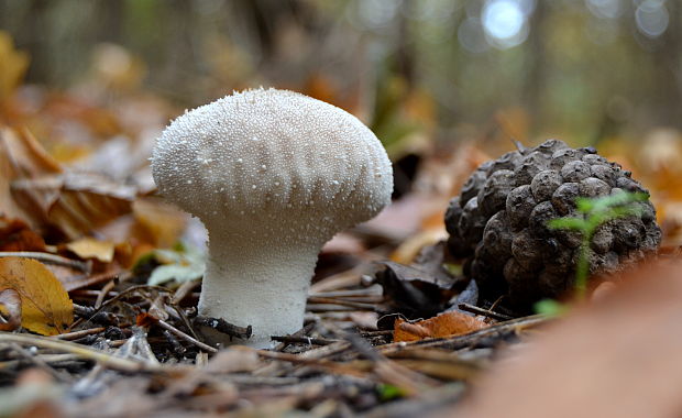 prášnica bradavičnatá Lycoperdon perlatum Pers.