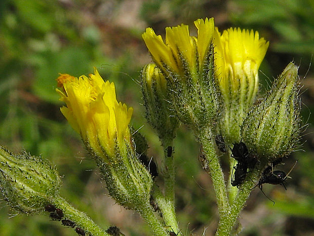 chlpánik nakopený Pilosella densiflora (Tausch) Soják