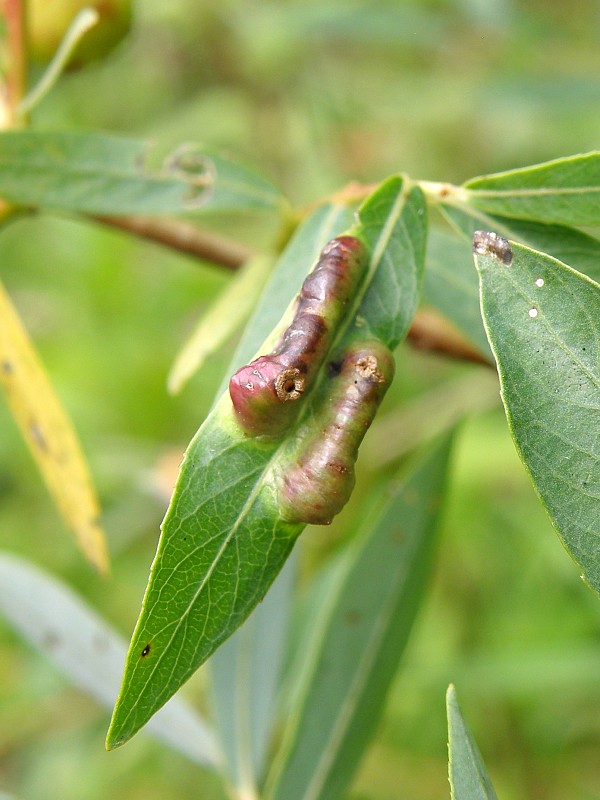 piliarka / pilatka Pontania virilis Zirngiebl, 1955