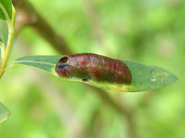 piliarka / pilatka Pontania virilis Zirngiebl, 1955