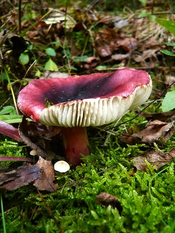 plávka Russula sp.