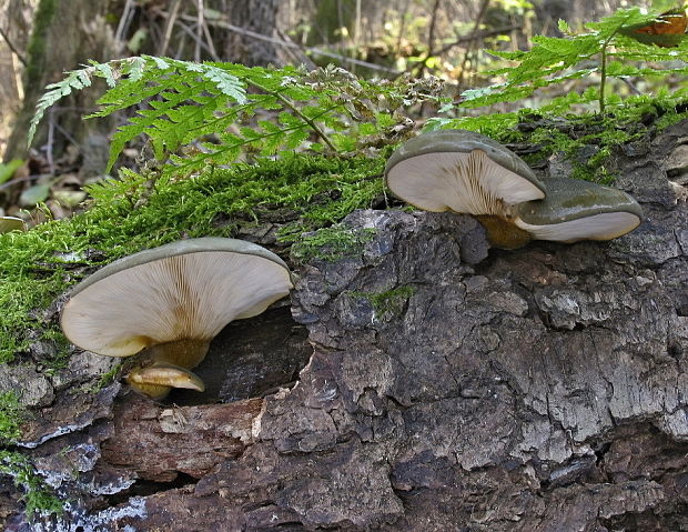 pňovka neskorá Sarcomyxa serotina (Pers.) P. Karst.