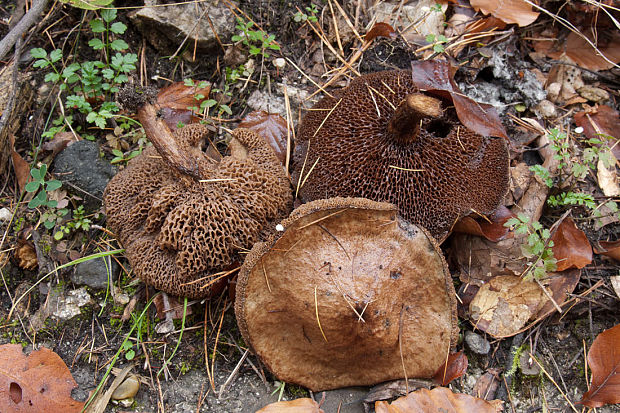 masliak lepkavý ? Suillus viscidus (L.) Roussel