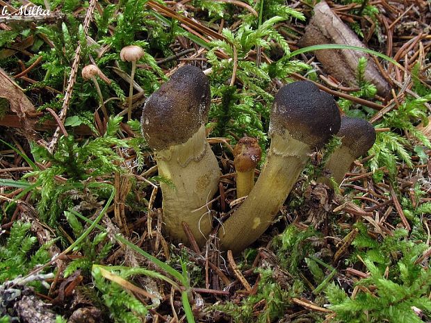 žezlovka hlavičkatá Tolypocladium capitatum (Holmsk.) Quandt, Kepler & Spatafora