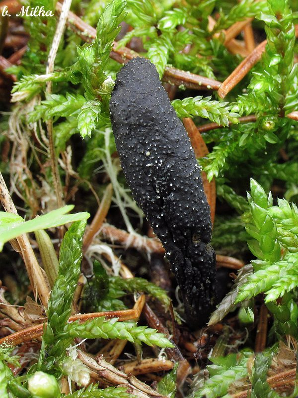 žezlovka srnková Tolypocladium ophioglossoides (J.F. Gmel.) Quandt, Kepler & Spatafora