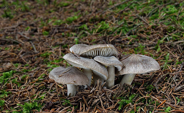 čírovka zemná Tricholoma terreum (Schaeff.) P. Kumm.