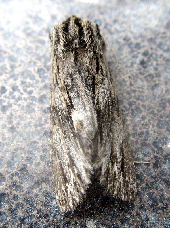 mora novembrová  Asteroscopus sphinx