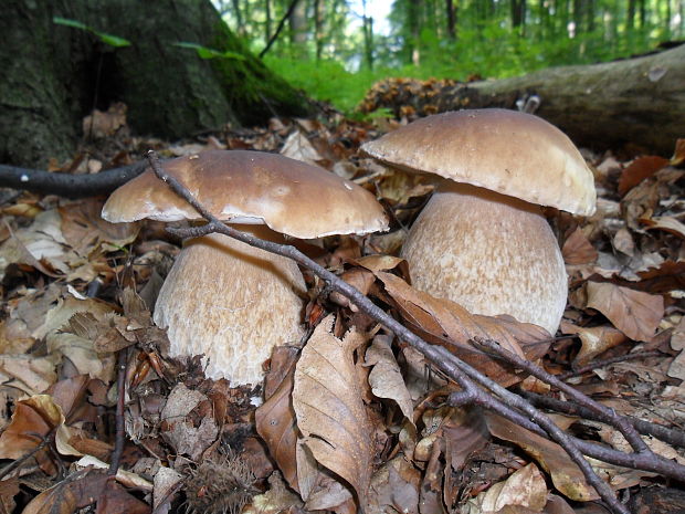 hríb smrekový Boletus edulis Bull.