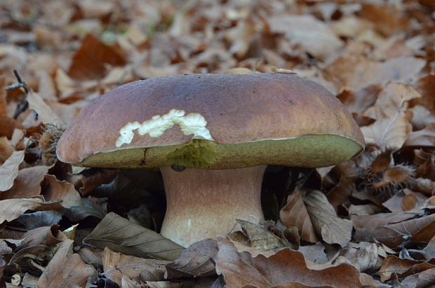 hríb sosnový Boletus pinophilus Pil. et Dermek in Pil.