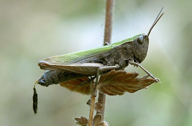 koník lúčny Chorthippus montanus