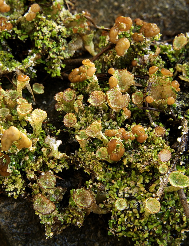 dutohlávka pohárikovitá Cladonia pyxidata (L.) Hoffm.