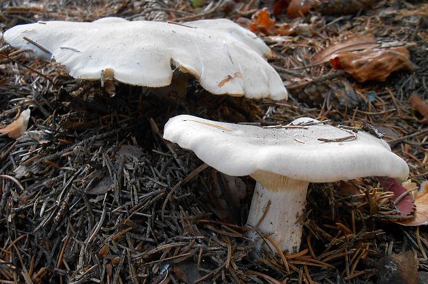 strmuľka inovaťová Clitocybe nebularis (Batsch) P. Kumm.