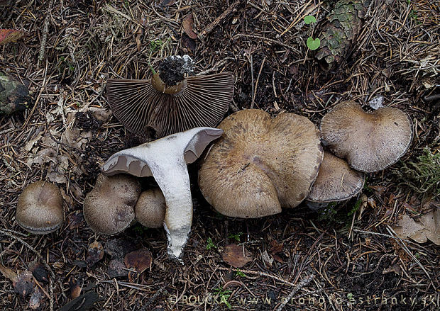 pavučinovec olivový Cortinarius infractus (Pers.) Fr.