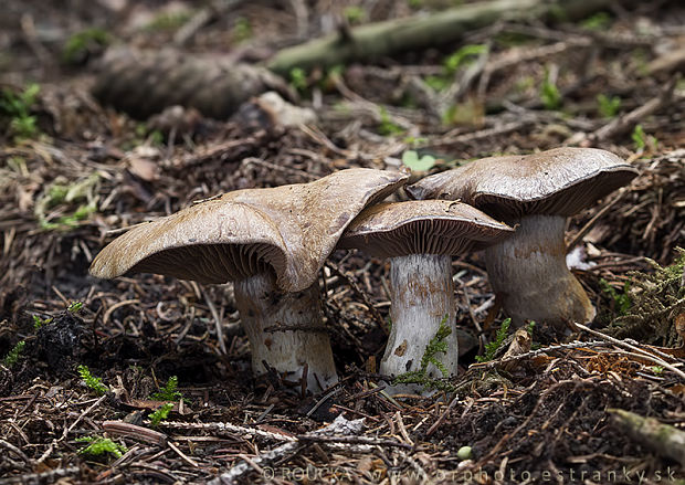 pavučinovec olivový Cortinarius infractus (Pers.) Fr.