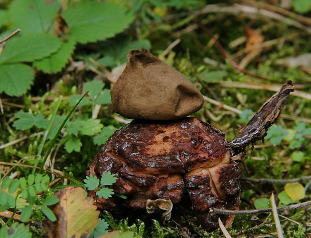 hviezdovka trojitá Geastrum triplex Jungh.